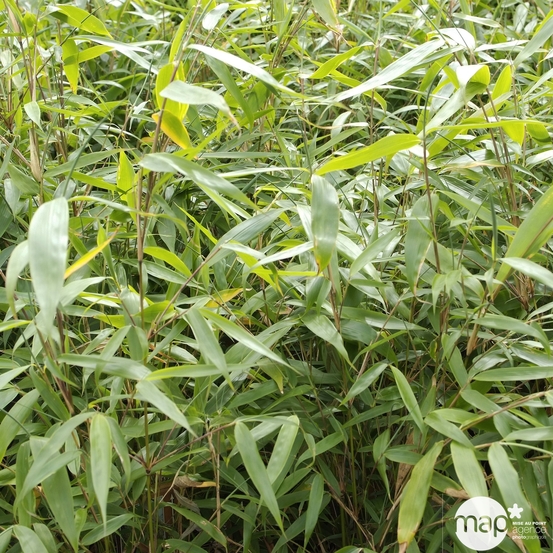 Bambou non-traçant fargesia robusta 'Pingwu': pot de 5 litres
