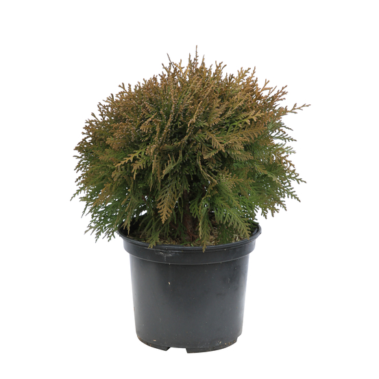 Thuya occidentalis 'Danica' 20/30 : pot 3L