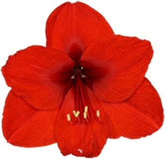 Amaryllis (Hippeastrum 'Royal Red') D 14 H 25 cm