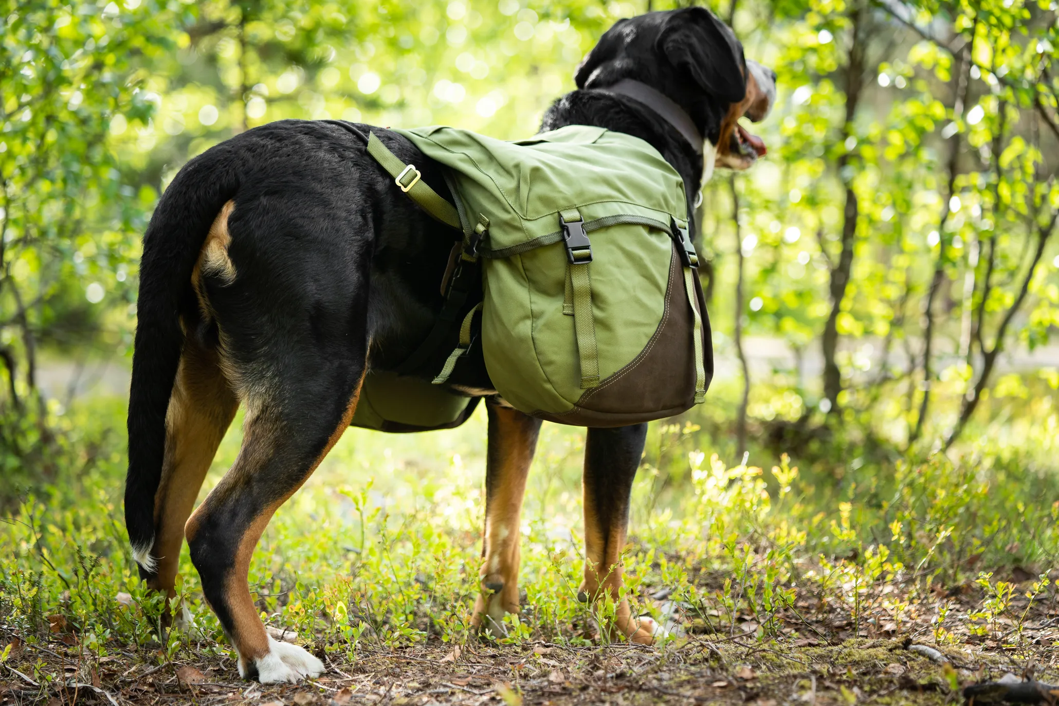 Seleverkstedet Togo hundekløv Grønn/brun XL