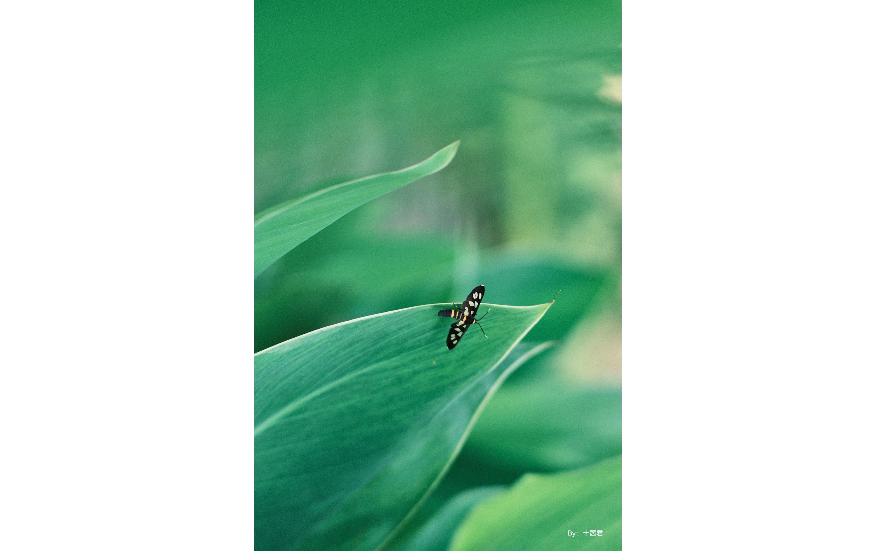 Festbrennweite APS-C 50mm F0.95 – Sony E-Mount<br>Festbrennweite mit traumhaftem Bokeh