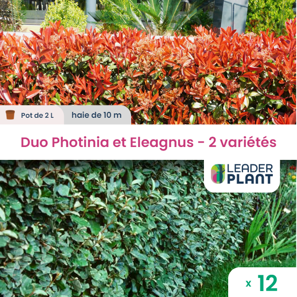 Duo lauriers rouge et argent - lot de 12 plants en pot de 2 l