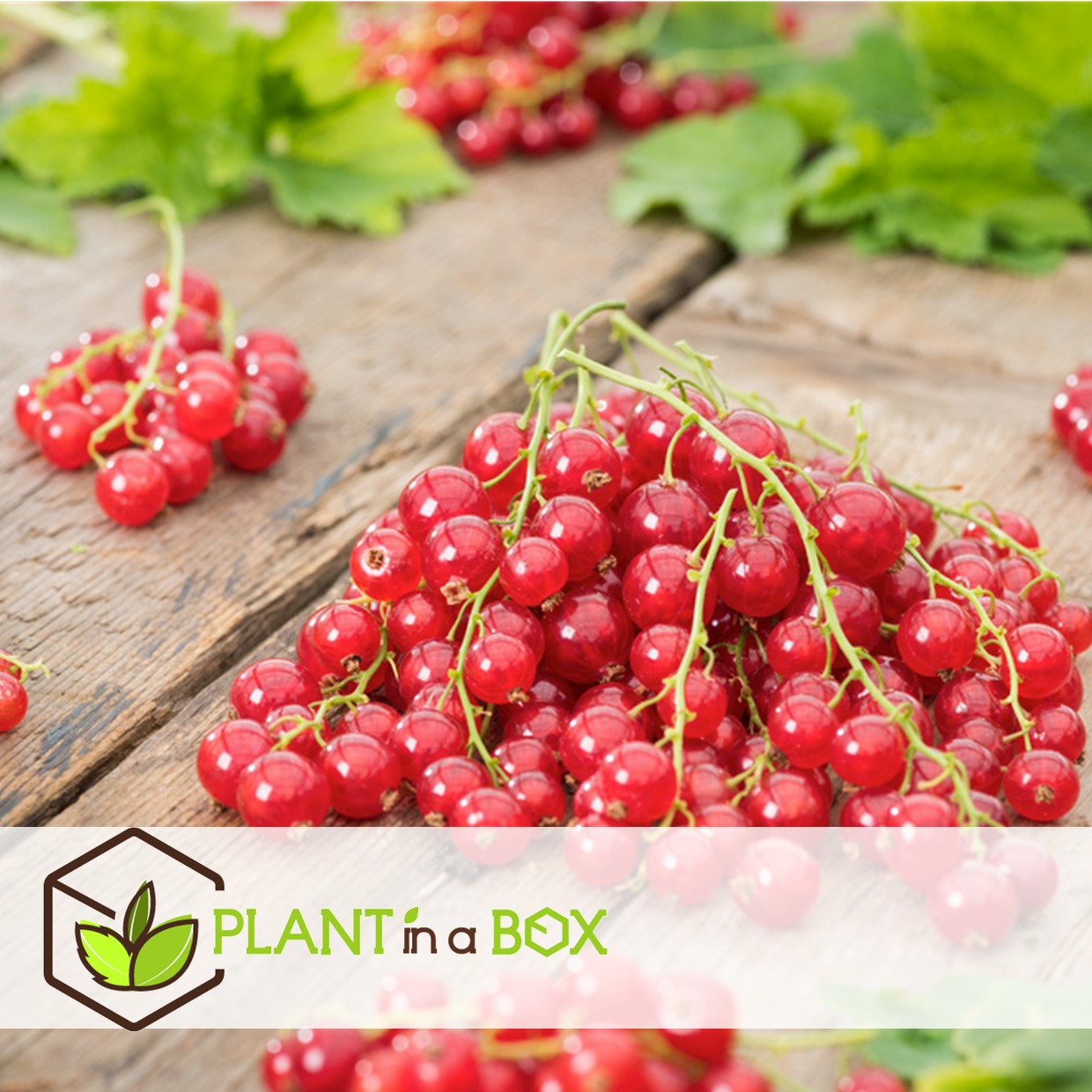 Berry mix - mélange de 4 - plantes de jardin - pot 9cm - hauteur 25-40cm