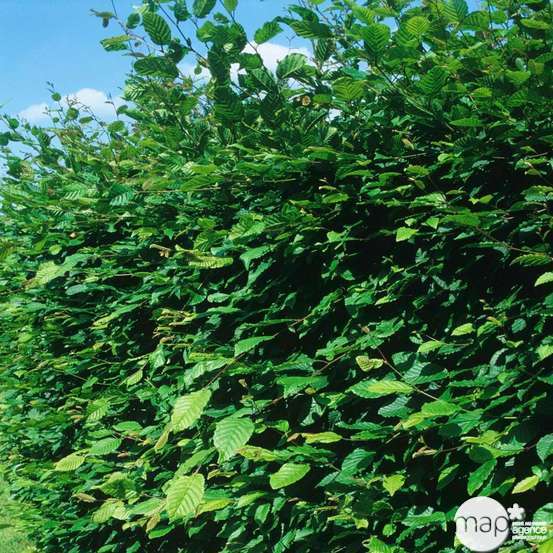 Carpinus betulus : ctr 25L