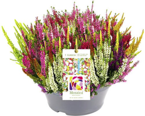 Kleuren Bud Heather FloraSelf Calluna vulgaris Beauty Ladies Mosaica Ø 23 cm Pot diverse kleuren