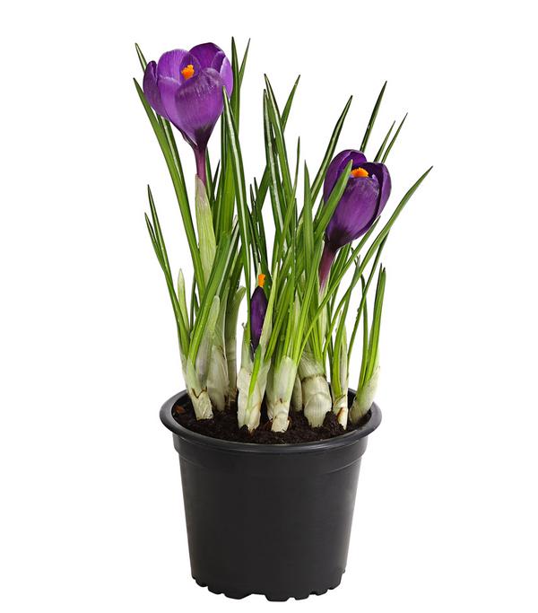 Krokus