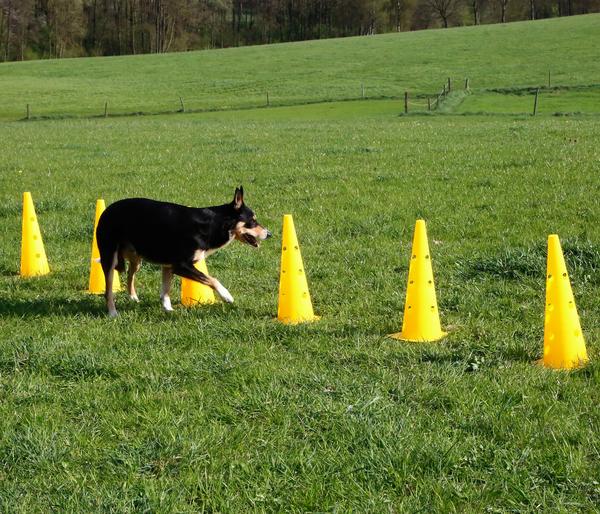 KERBL Hundespielzeug Agility Pylonen-Hürden