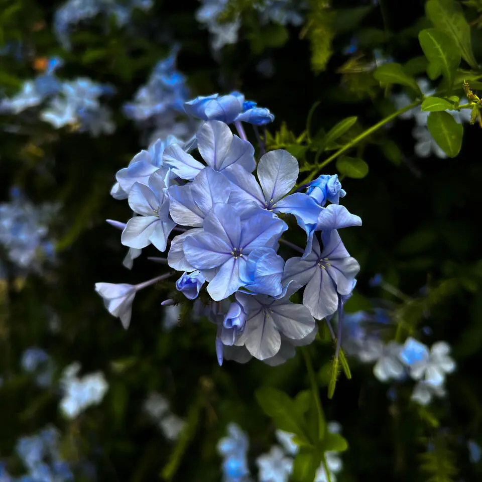 Mannentrouw - Set van 3 - Plumbago auriculata - Hoogte 25-40cm - ⌀9cm