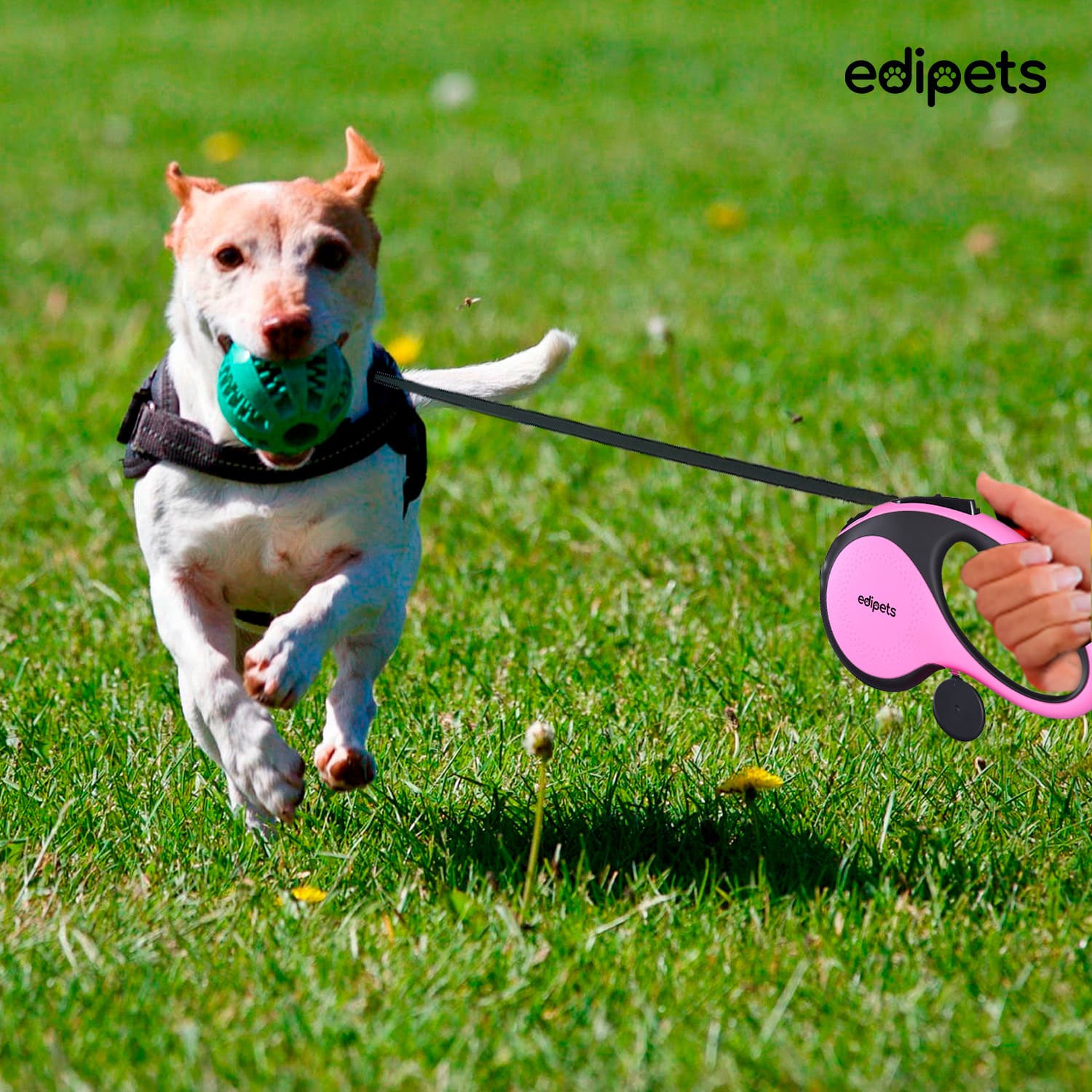 Guia extensível Edipets com sistema de freio, rosa, para cães.
