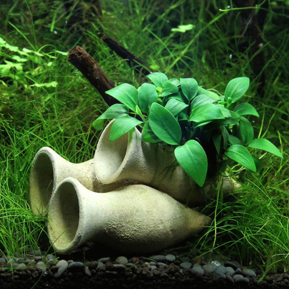 Anubias nana bonsaï sur amphores pour crevettes