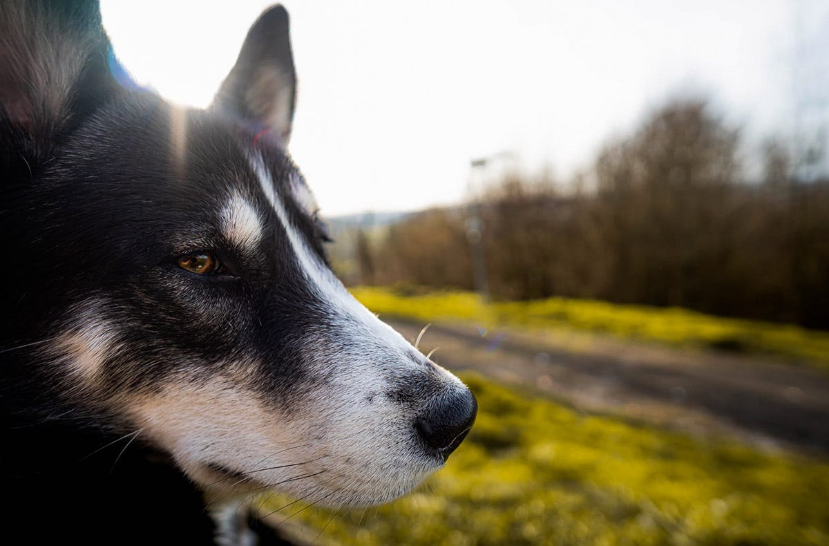 Husky Wanderung Althütte