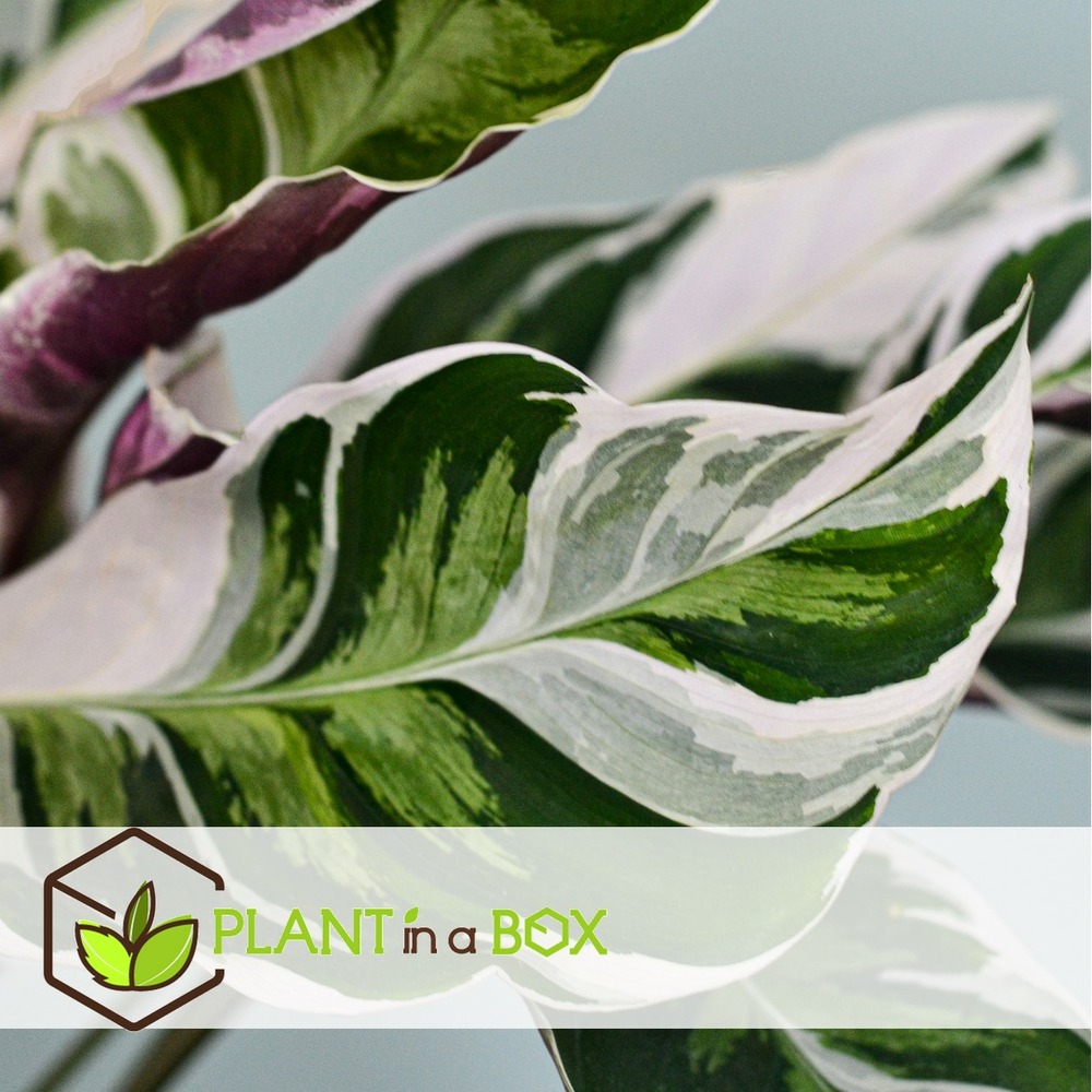 Calathea fusion white - purificateur d'air - pot 14cm - hauteur 30-40cm