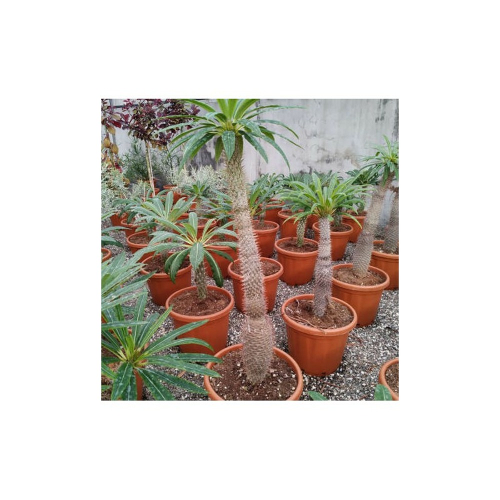 Pachypodium lamerei (palmier de madagascar) taille pot de 10 litres - 60/80 cm