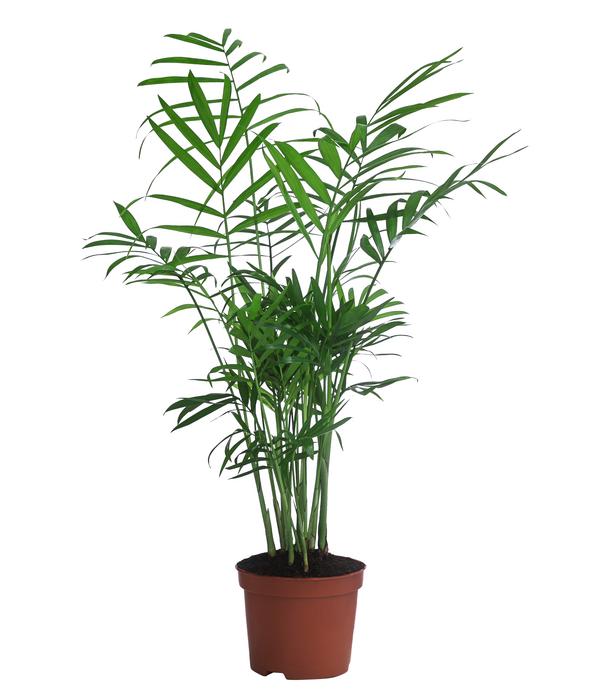 Bergpalmen-Set - Chamaedorea elegans, 3-teilig