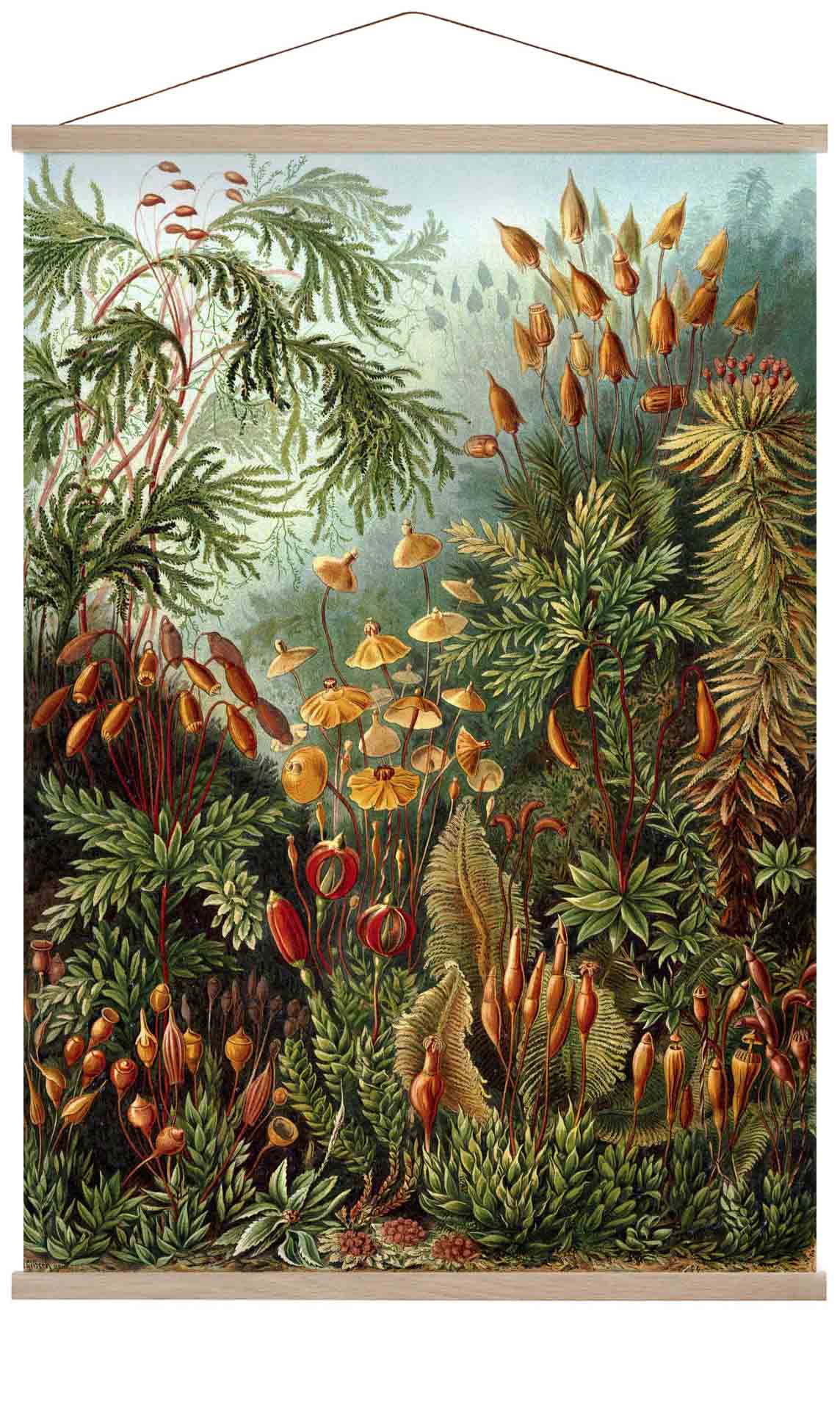 PilzwaldDruck von Ernst Haeckel