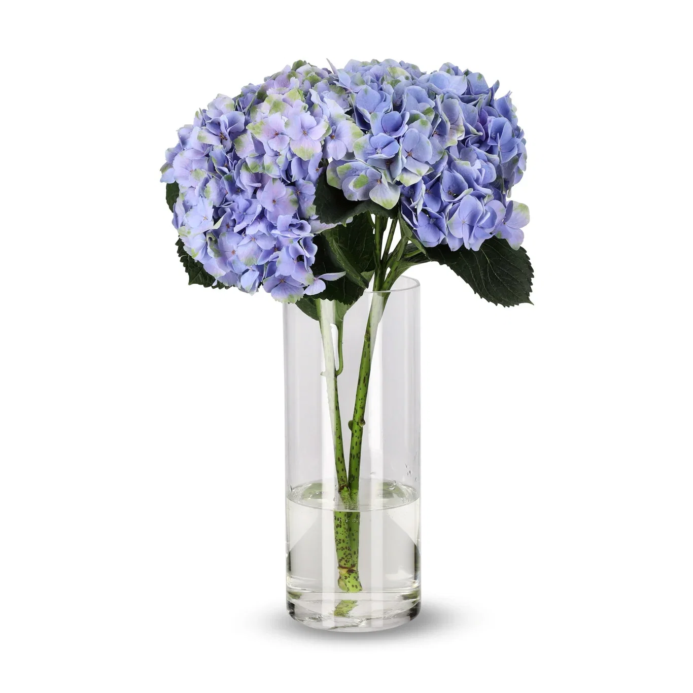 Hortensia 2 pk Høyde 50 cm
