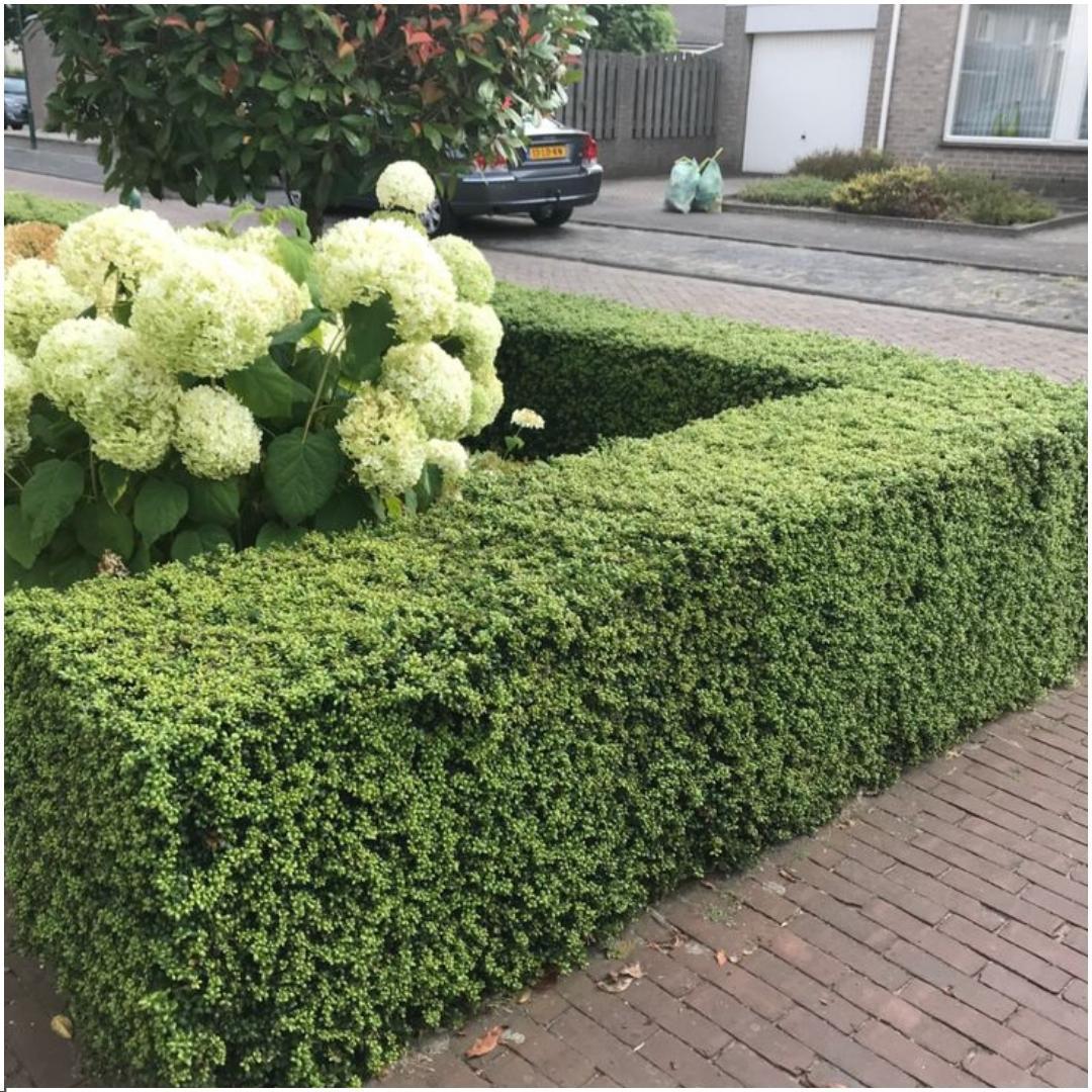 Ilex crenata 'jenny' - lot de 6