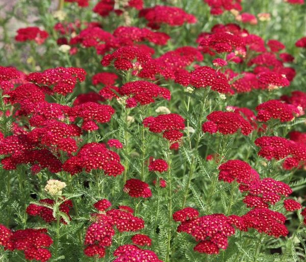 Schafgarbe, verschiedene Farben
