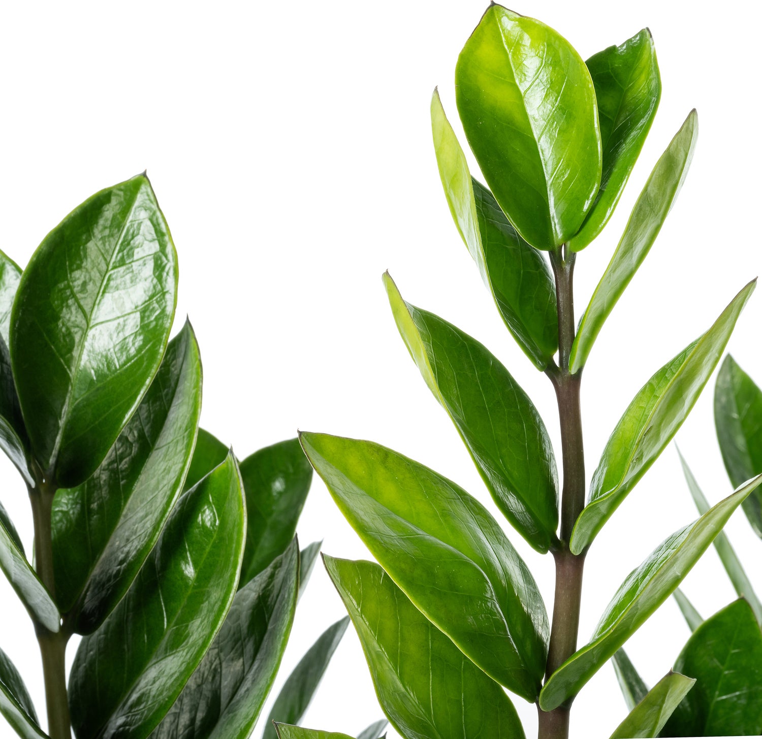 Zamioculcas (Zamioculcas zamiifolia 'Super Nova') D 21 H 75 cm