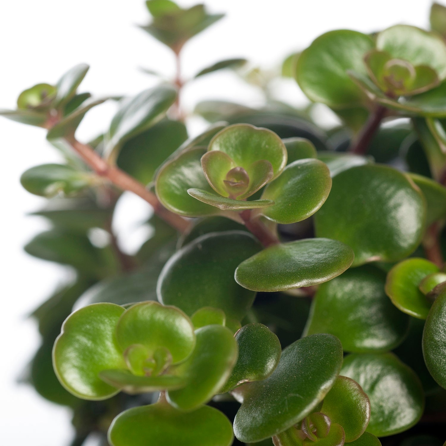 Sedum (Sedum 'Tornado') D 12 H 15 cm