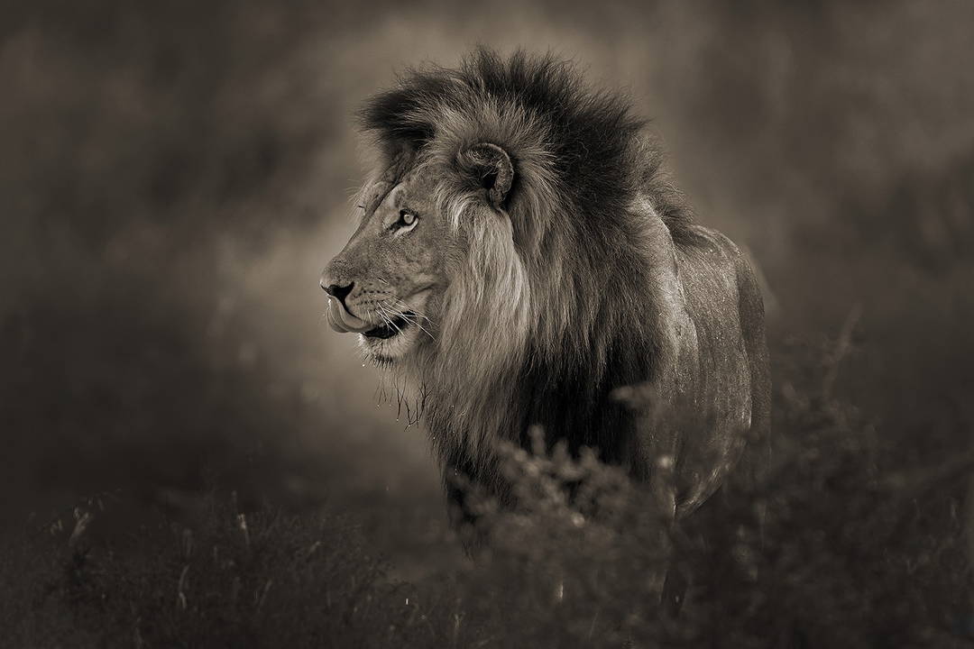 Black Maned Lion by Horst Klemm - Limited Edition. Edition of: 150. Signed.