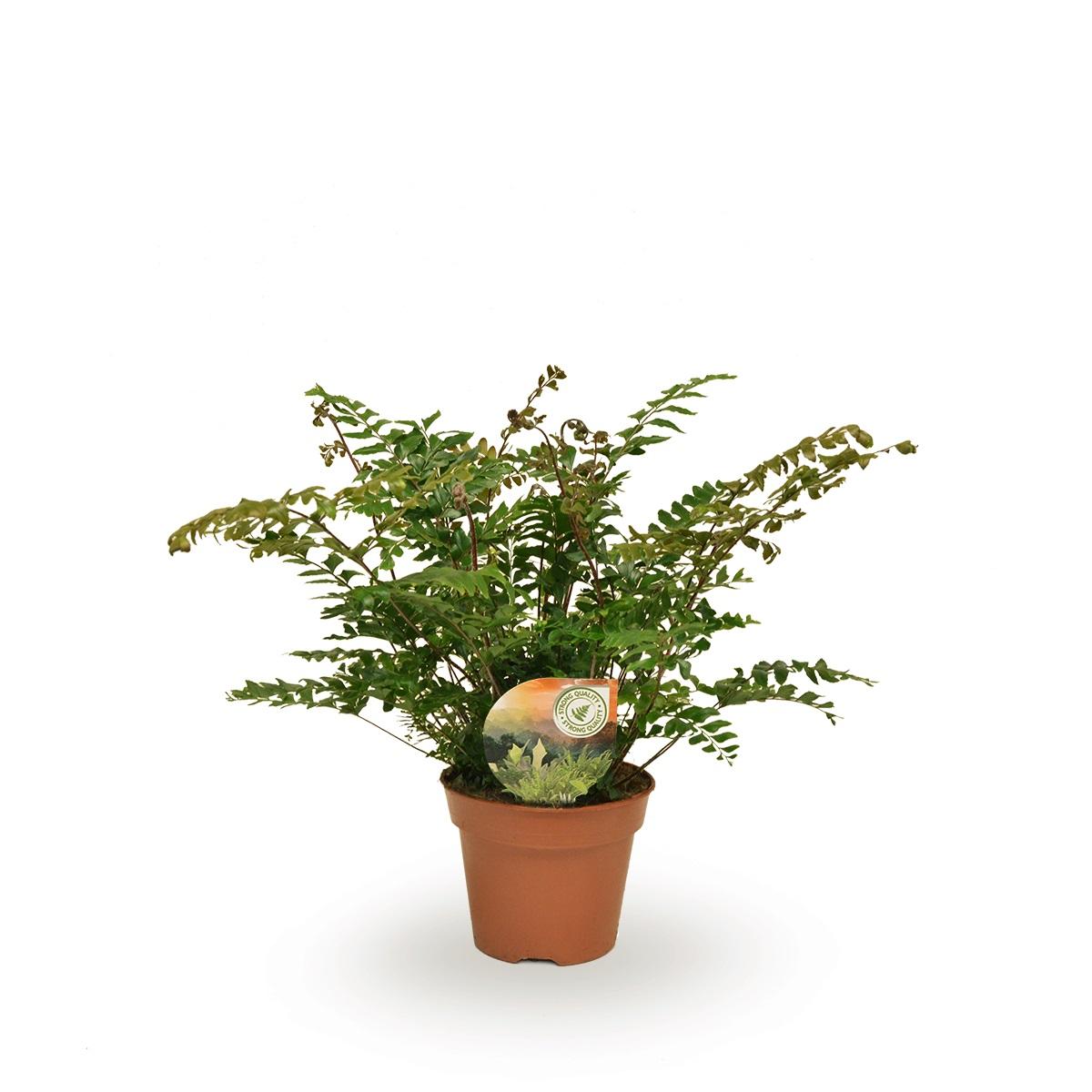 Plante d'intérieur - didymochlaena truncatula 50.0cm