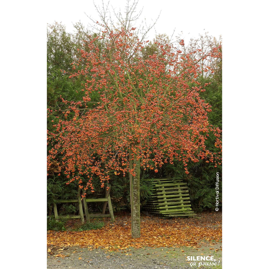 Pommier d'ornement 'Evereste' Pot 10L- Quenouille