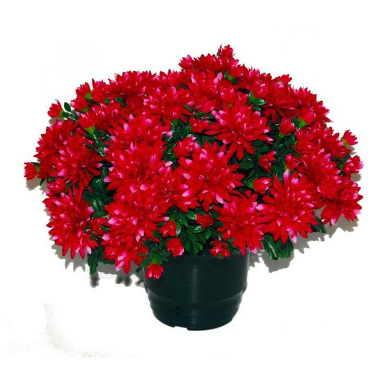 Pot de chrysantheme pomponette fushia , H32CM - L36Cm, 2Kg