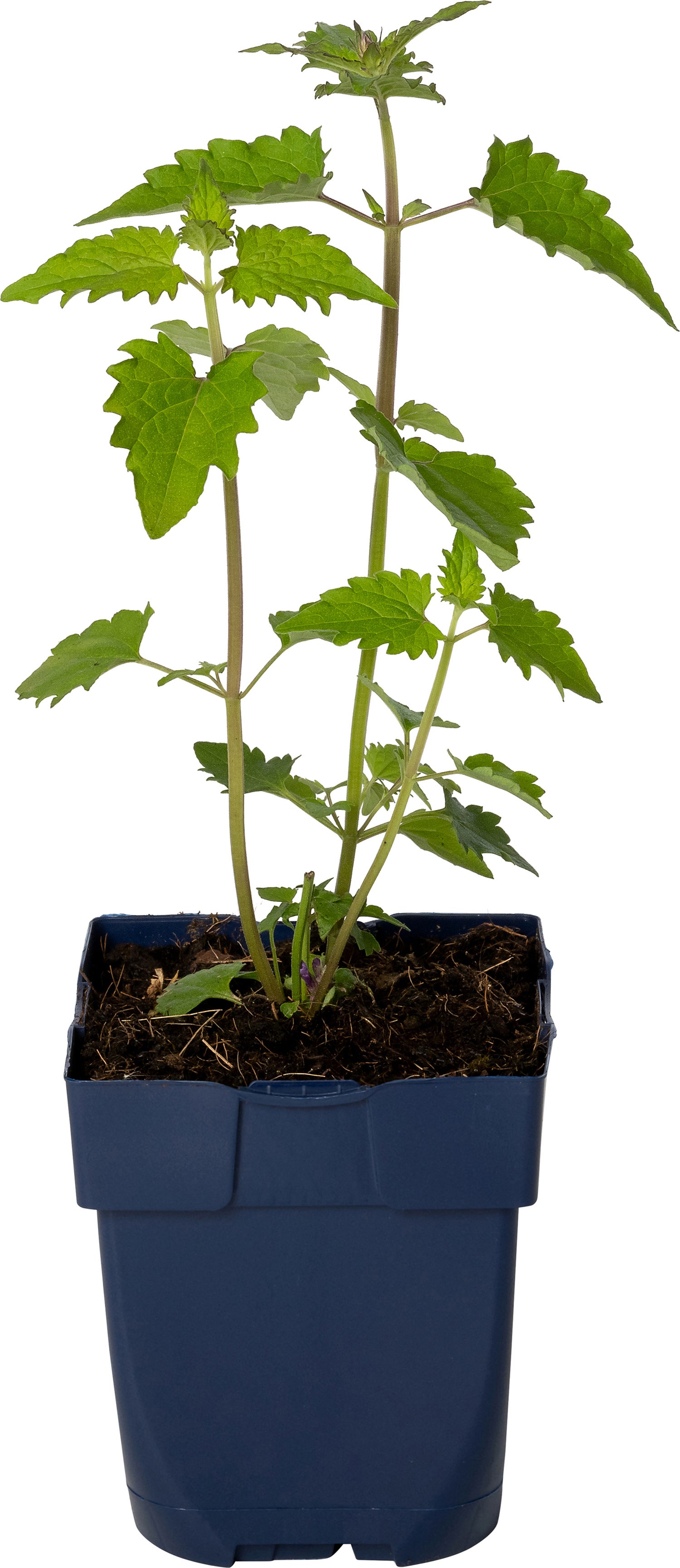Dropplant (Agastache 'Blue Boa') D 11 H 15 cm