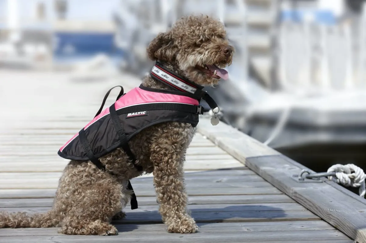 Baltic Pet Aid Mascot Rozzo, Black