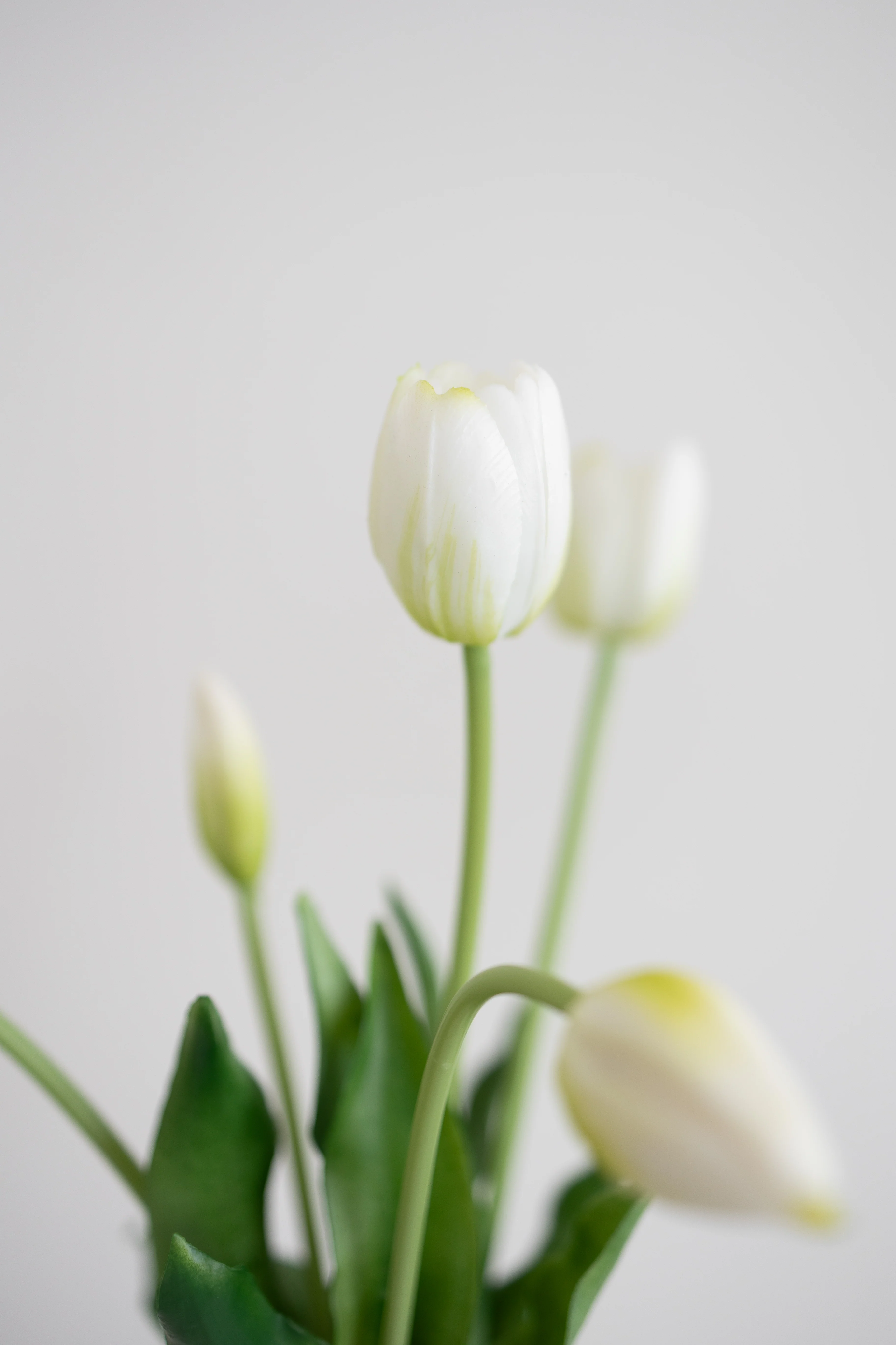 BLOOM OBJECTS  Kunstig Tulipan buket - hvid
