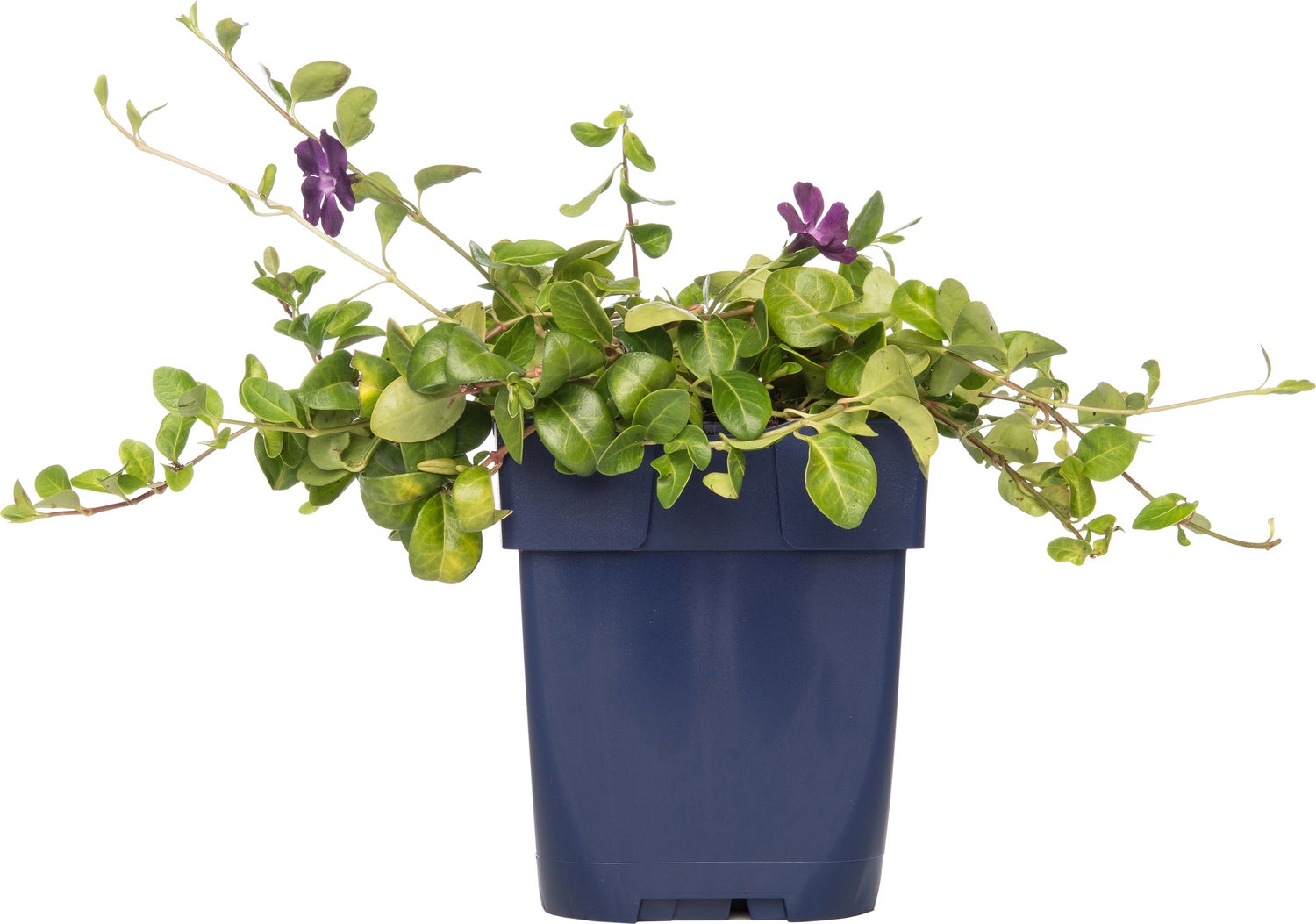 Kleine Maagdenpalm (Vinca minor 'Atropurpurea') D 11 H 10 cm