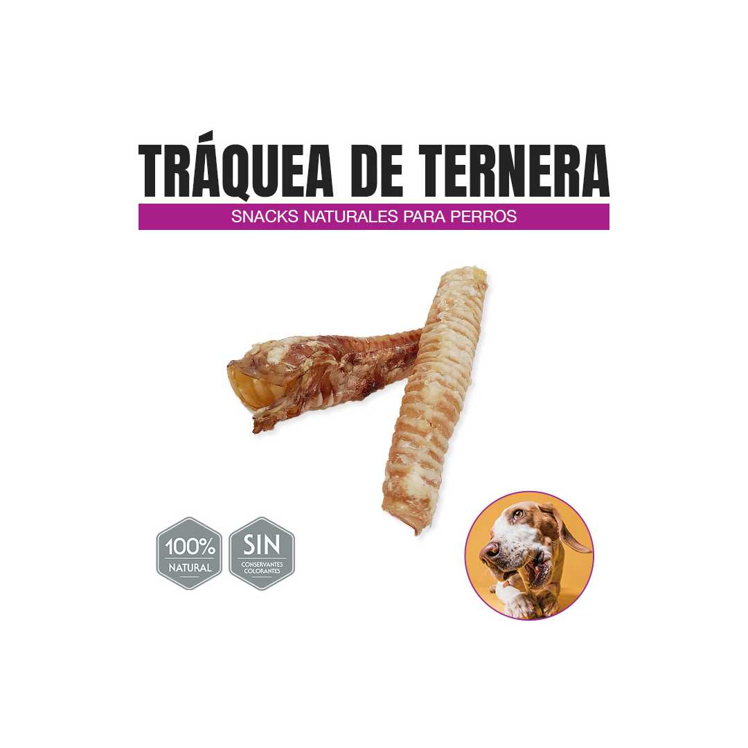 Traqueia de bezerro (1 unidade)