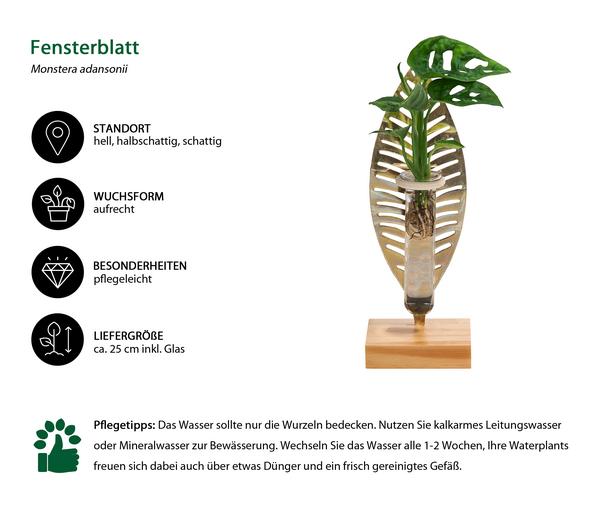 Waterplant Fensterblatt Verona im Reagenzglas