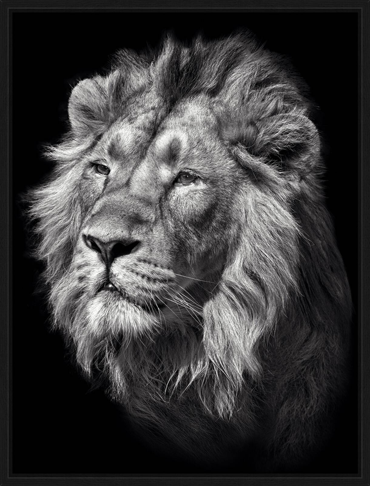 Lion II by Mikhail Kirakosyan - Limited Edition. Edition of: 150. Studio Stamp.