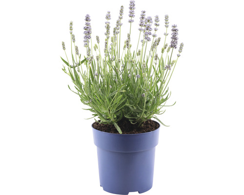 Roze Lavendel Lavandula angustifolia 'Felice' H 15-20 cm Ø 15 cm pot