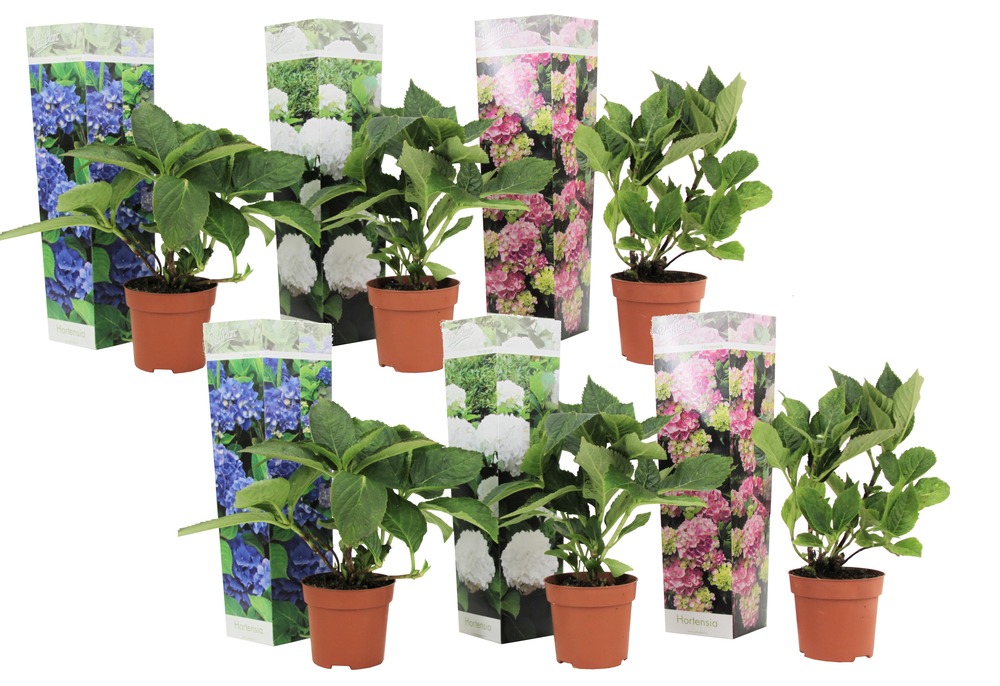 Hydrangea macrophylla - mélange de 6 - horentias - pot 10.5cm - hauteur 25-40cm