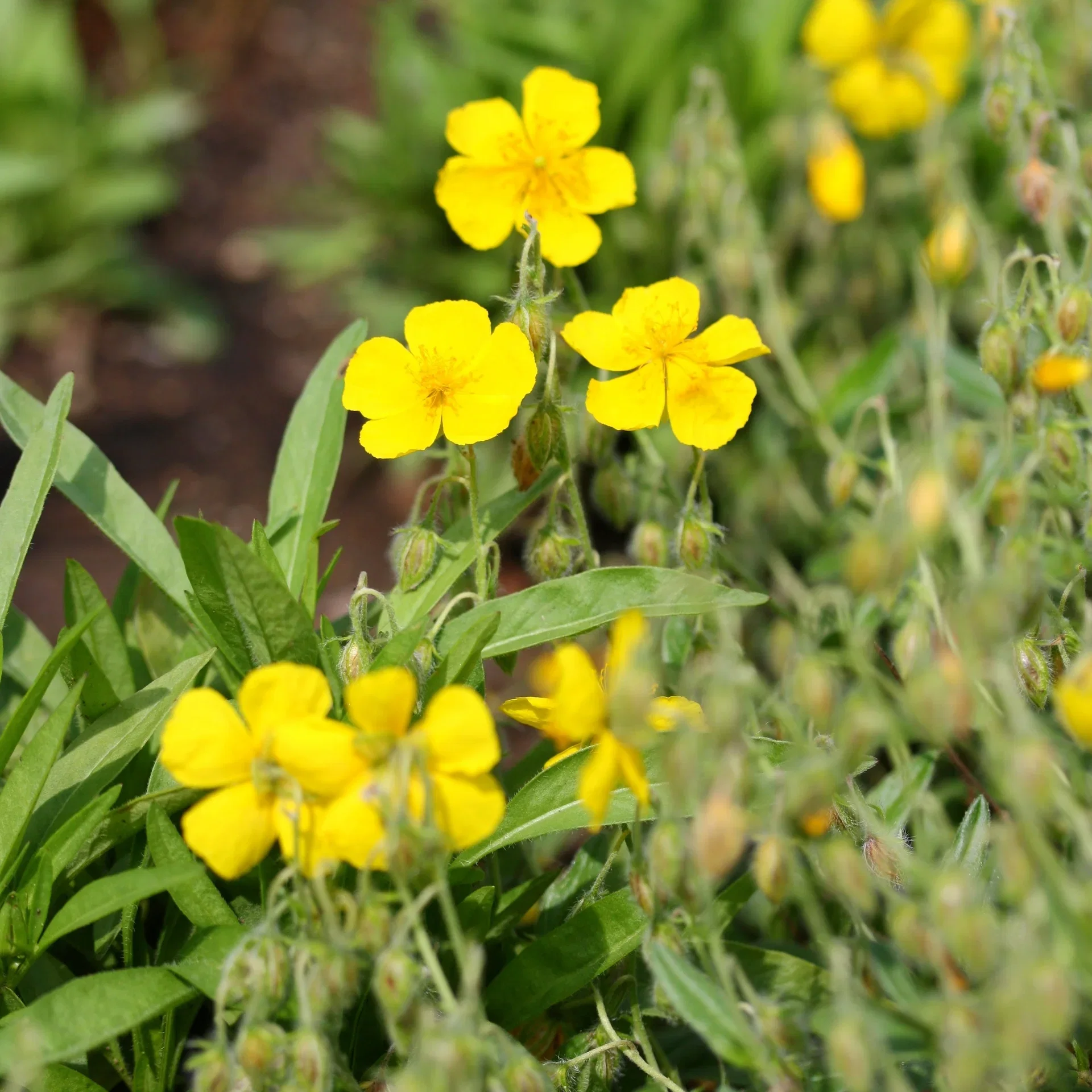 Klipperose Helianthemum 'Golden Queen' Ø11 cm