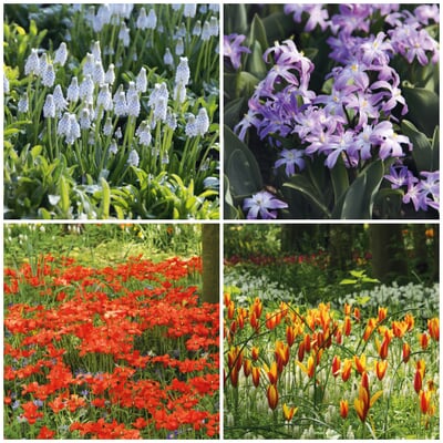 Blumenzwiebeln zum Verwildern