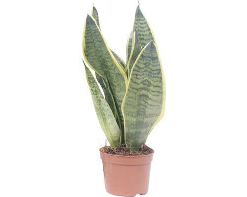 Bowstring Hennep FloraSelf Sansevieria trifasciata 'Superba' H 25-35 cm Ø 9 cm pot