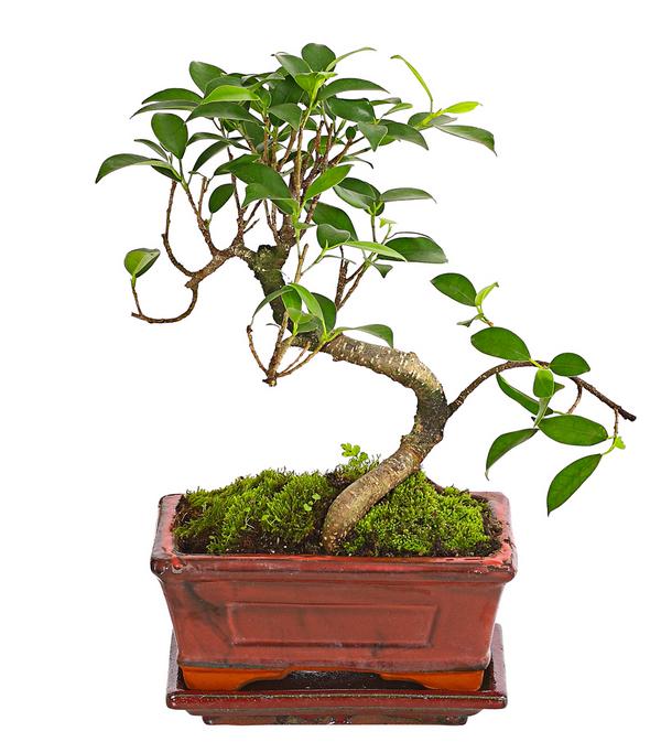 Bonsai Chinesischer Feigenbaum - Ficus retusa