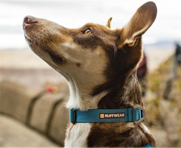 RUFFWEAR® Hundehalsband Hi & Light™ Collar