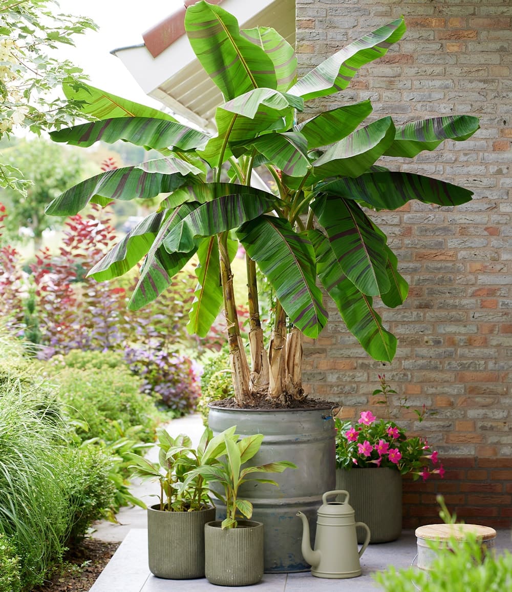 Winterharte Banane 'Ever Red®'