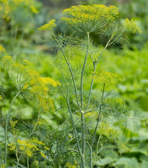 Dill, 6er Schale