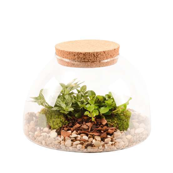 Terrarium Bonheur, 2 plantes