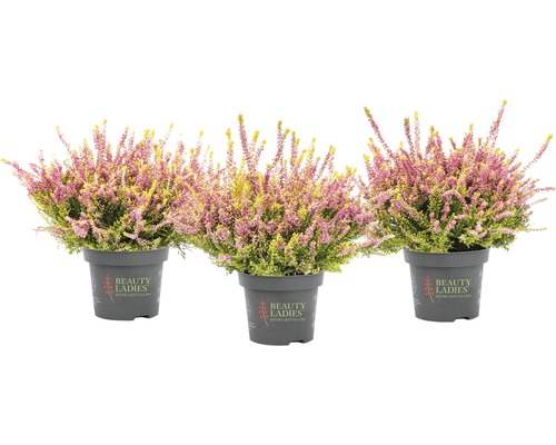 Bud Heather Mix FloraSelf Calluna vulgaris 'Beauty Ladies' Ø 11 cm pot, willekeurige variëteitselectie, effen kleur