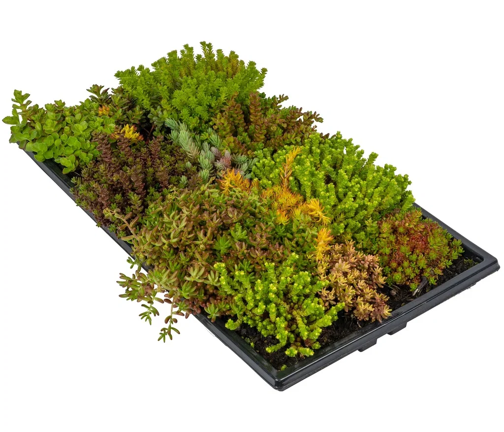 Sedum Sedummatte til tak Green Roof