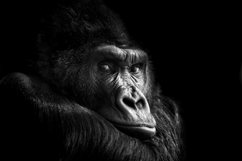Akustikbild GORILLA 80x120cm, 7kg