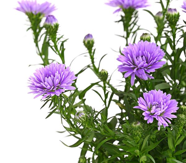 Glattblatt-Aster