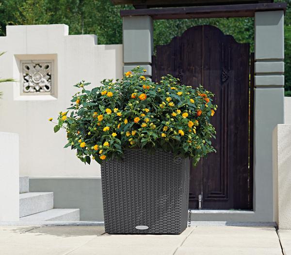 LECHUZA® Kunststoff-Topf Cube Cottage,